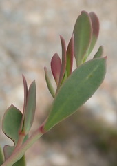 Rafnia capensis