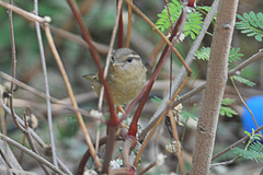 Phylloscopus schwarzi