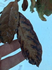 Xylella fastidiosa