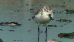 Calidris pygmaea