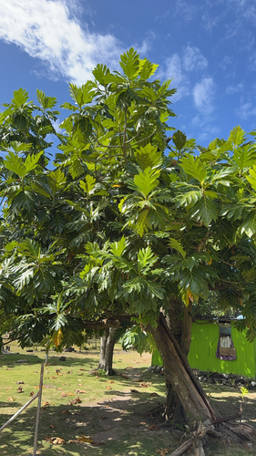 Breadfruit