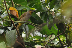 Pycnonotus finlaysoni
