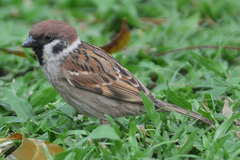 Passer montanus