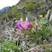 Oxytropis stenophylla - Photo (c) inessa_naturalist, algunos derechos reservados (CC BY-NC), subido por inessa_naturalist