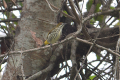 Dicaeum chrysorrheum