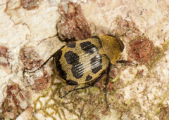 Isonychus pictus image