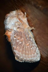 Pseudanapaea denotata