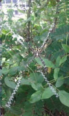 Argiope appensa