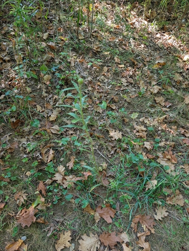 Unknown species found near Cannon Township, MI, USA