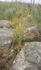 Bobartia paniculata