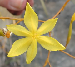 Bobartia paniculata