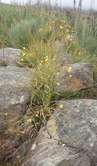 Bobartia paniculata