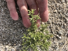 Ericameria paniculata