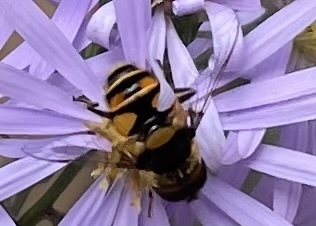 Unknown species found near Minnesota, US