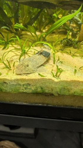 Chameleon whiptail catfish (Pseudohemiodon apithanos) — Loricariidae — 2