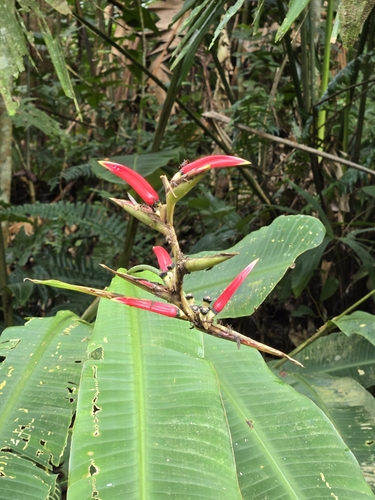 Heliconia metallica, photograph 6