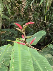 Heliconia metallica, photograph (c) Jo Roberts, some rights reserved (CC BY)