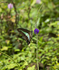 Graphium teredon