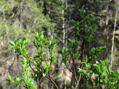 Salix arbuscula