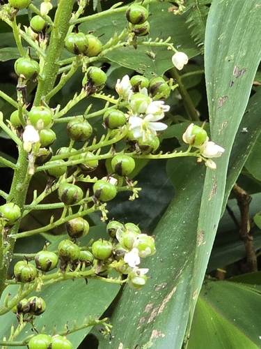 Angel hands (Xiphidium caeruleum)