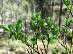 Salix arbuscula