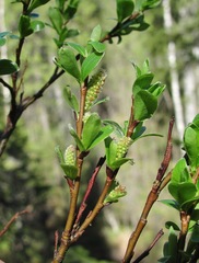 Salix arbuscula