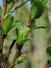 Salix arbuscula