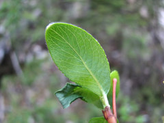 Salix arbuscula