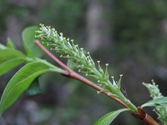 Salix arbuscula
