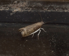 Xylorycta melaleucae