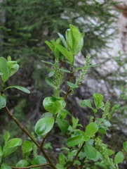 Salix arbuscula