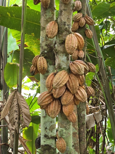 monkey cocoa (Herrania purpurea)