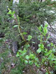 Salix arbuscula