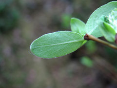 Salix arbuscula