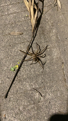 Heteropoda venatoria