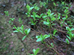 Salix arbuscula