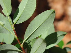 Salix arbuscula