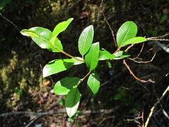 Salix arbuscula