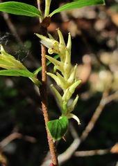 Salix arbuscula