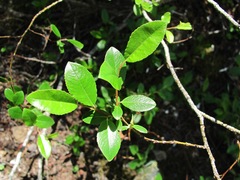Salix arbuscula