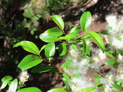 Salix arbuscula