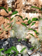 Salix arbuscula
