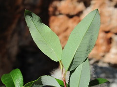 Salix arbuscula