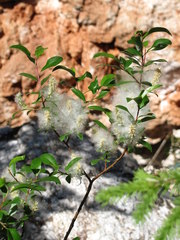 Salix arbuscula