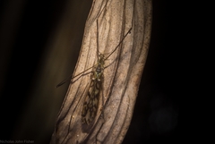 Libnotes terraereginae
