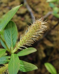 Salix arbuscula