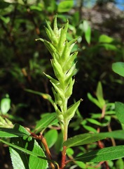 Salix arbuscula
