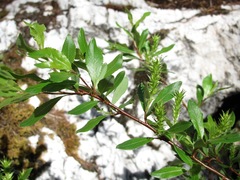 Salix arbuscula