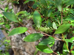 Salix arbuscula