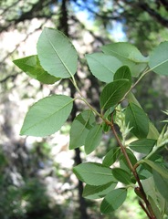Salix arbuscula